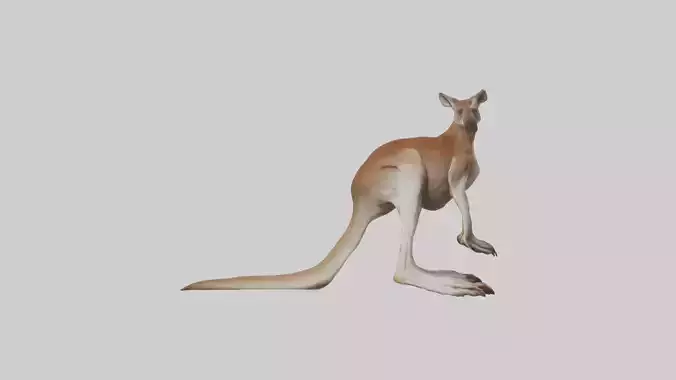 Kangaroo Legs