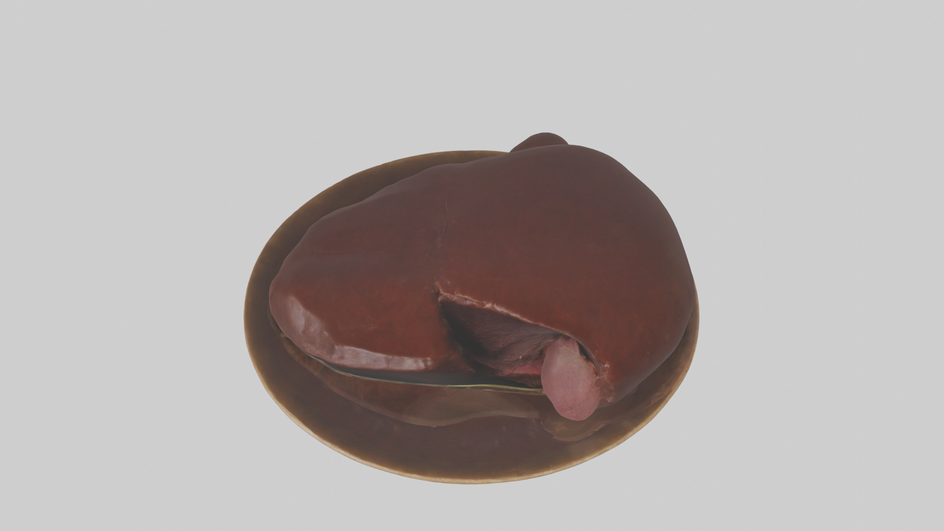 Kangaroo Liver Low-poly 3D model_16