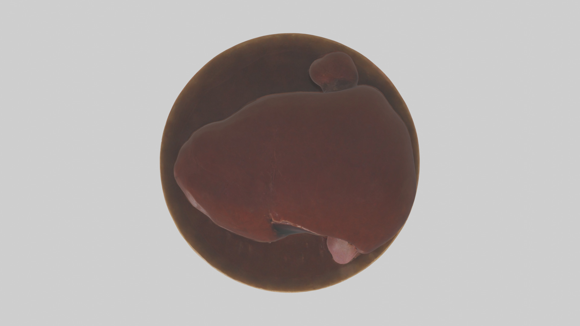 Kangaroo Liver Low-poly 3D model_14