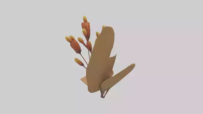Kangaroo Paw model
