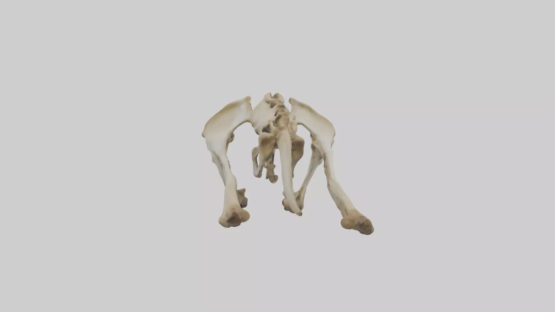 Kangaroo Pelvis Low-poly 3D model_0