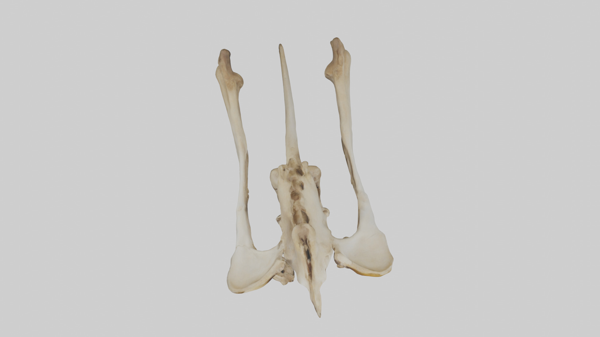Kangaroo Pelvis Low-poly 3D model_14