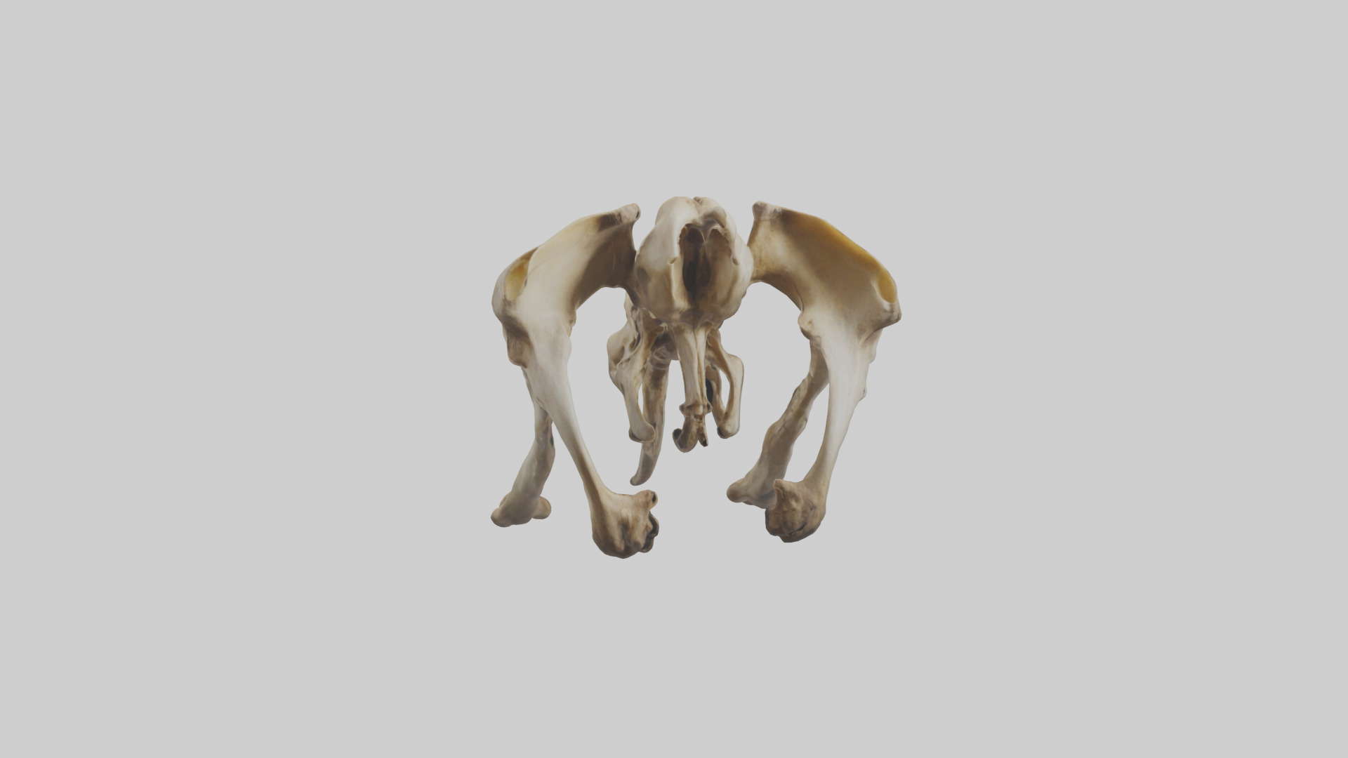 Kangaroo Pelvis Low-poly 3D model_9