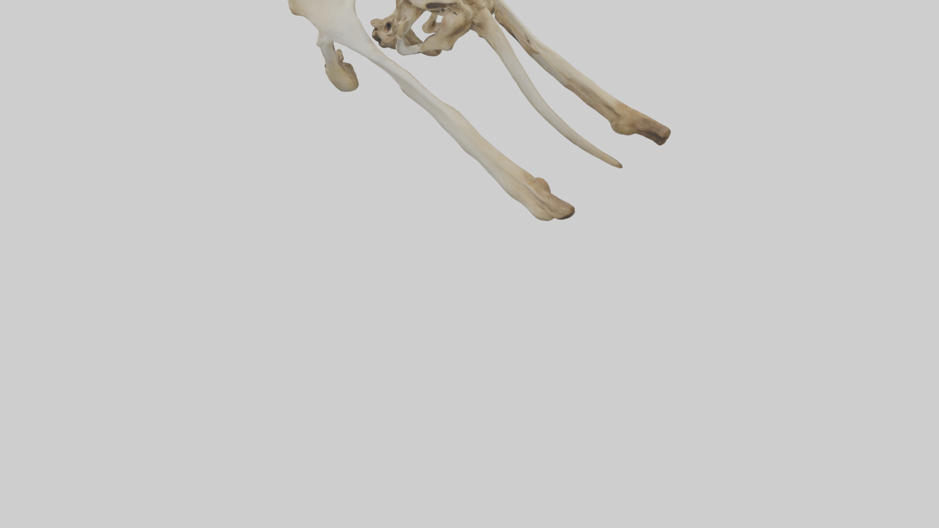 Kangaroo Pelvis Low-poly 3D model_3