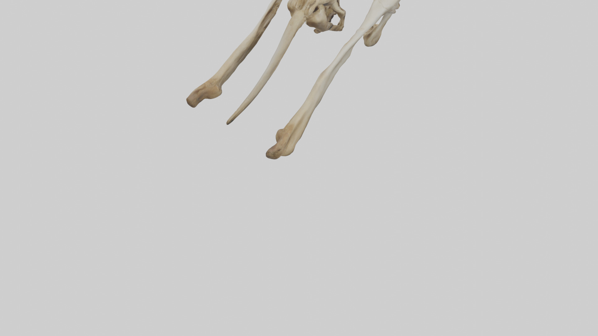 Kangaroo Pelvis Low-poly 3D model_4