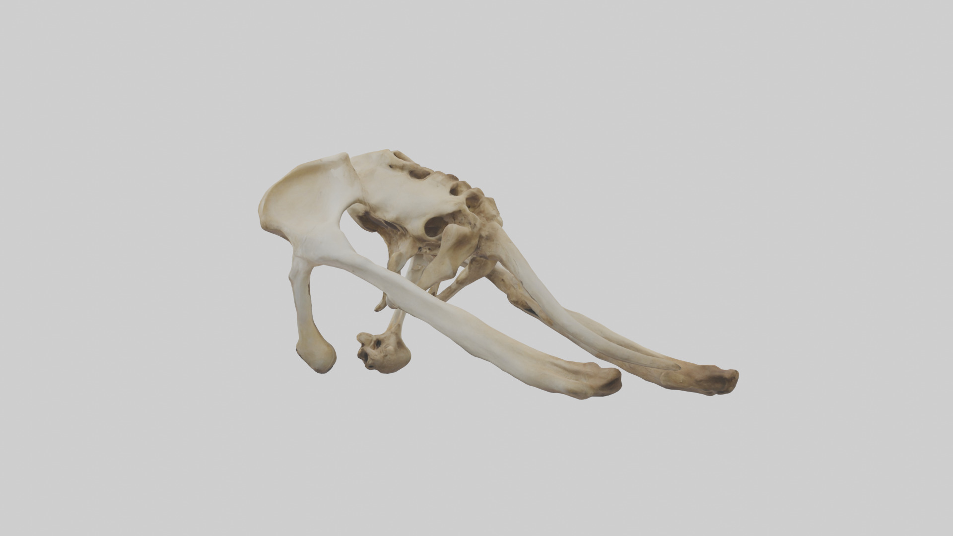 Kangaroo Pelvis Low-poly 3D model_1