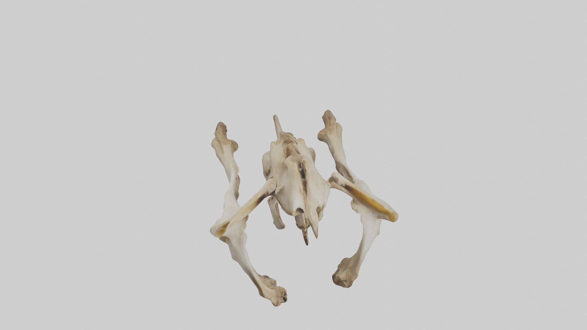 Kangaroo Pelvis Low-poly 3D model_16