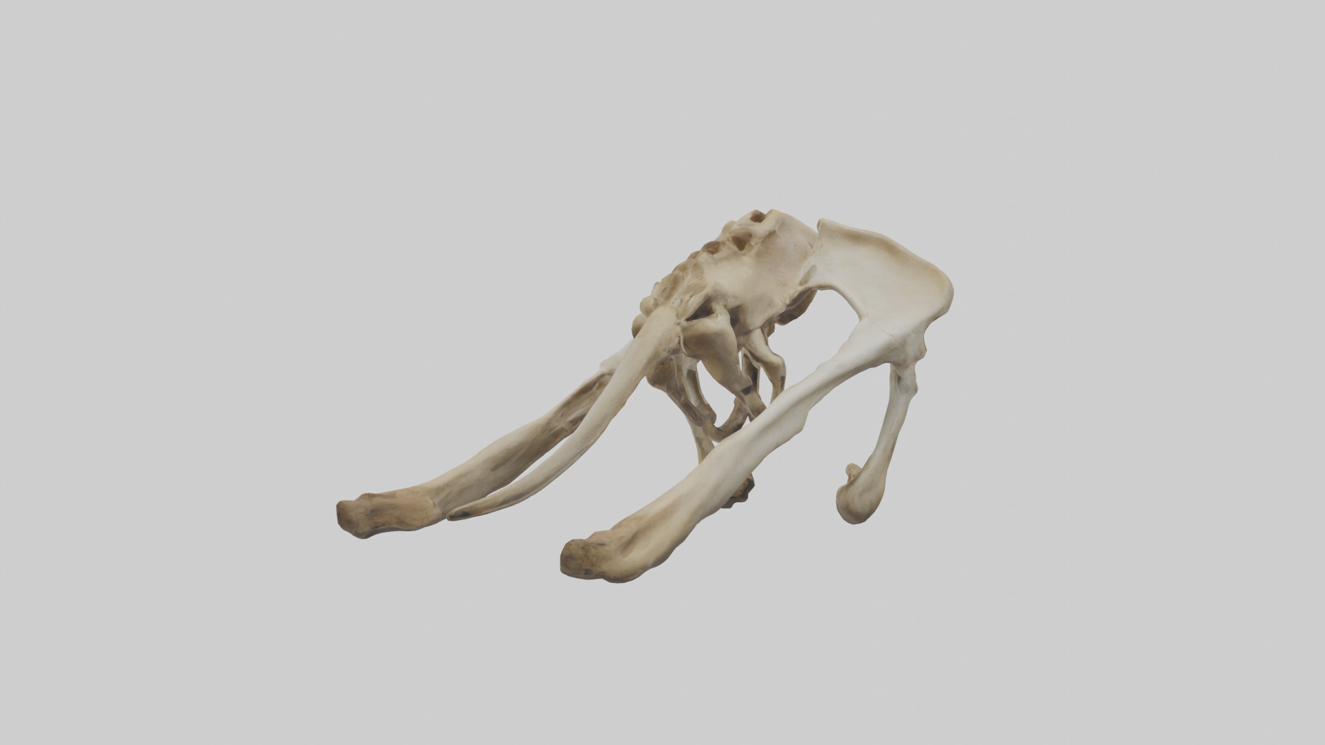 Kangaroo Pelvis Low-poly 3D model_2