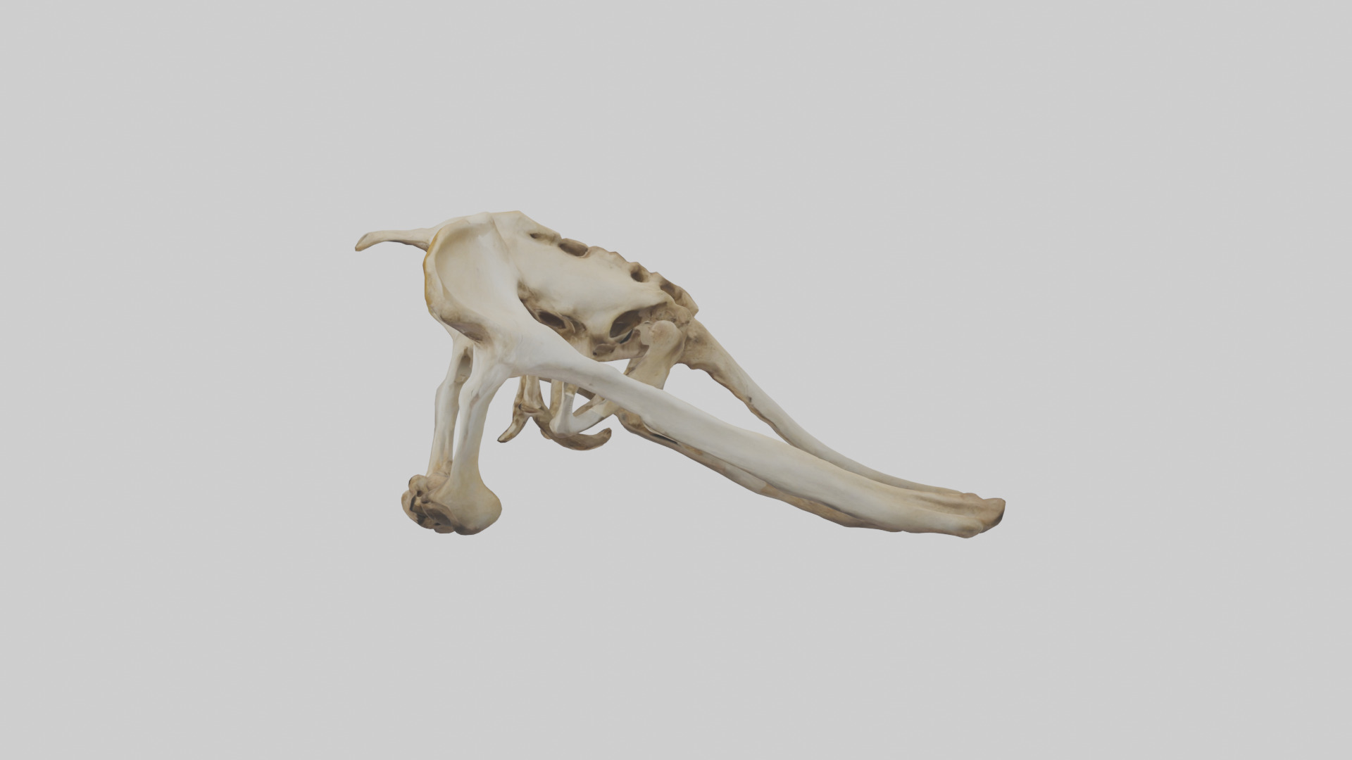Kangaroo Pelvis Low-poly 3D model_12