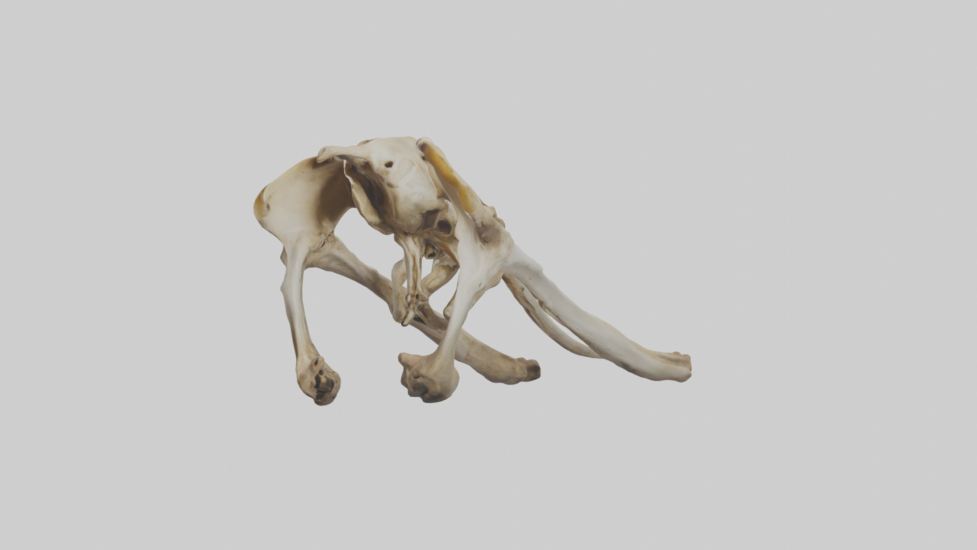 Kangaroo Pelvis Low-poly 3D model_10