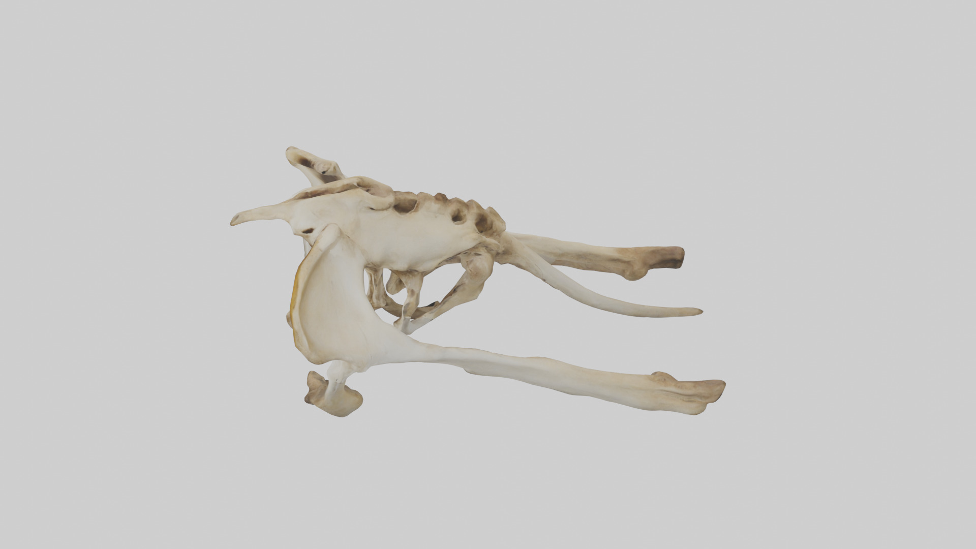 Kangaroo Pelvis Low-poly 3D model_17