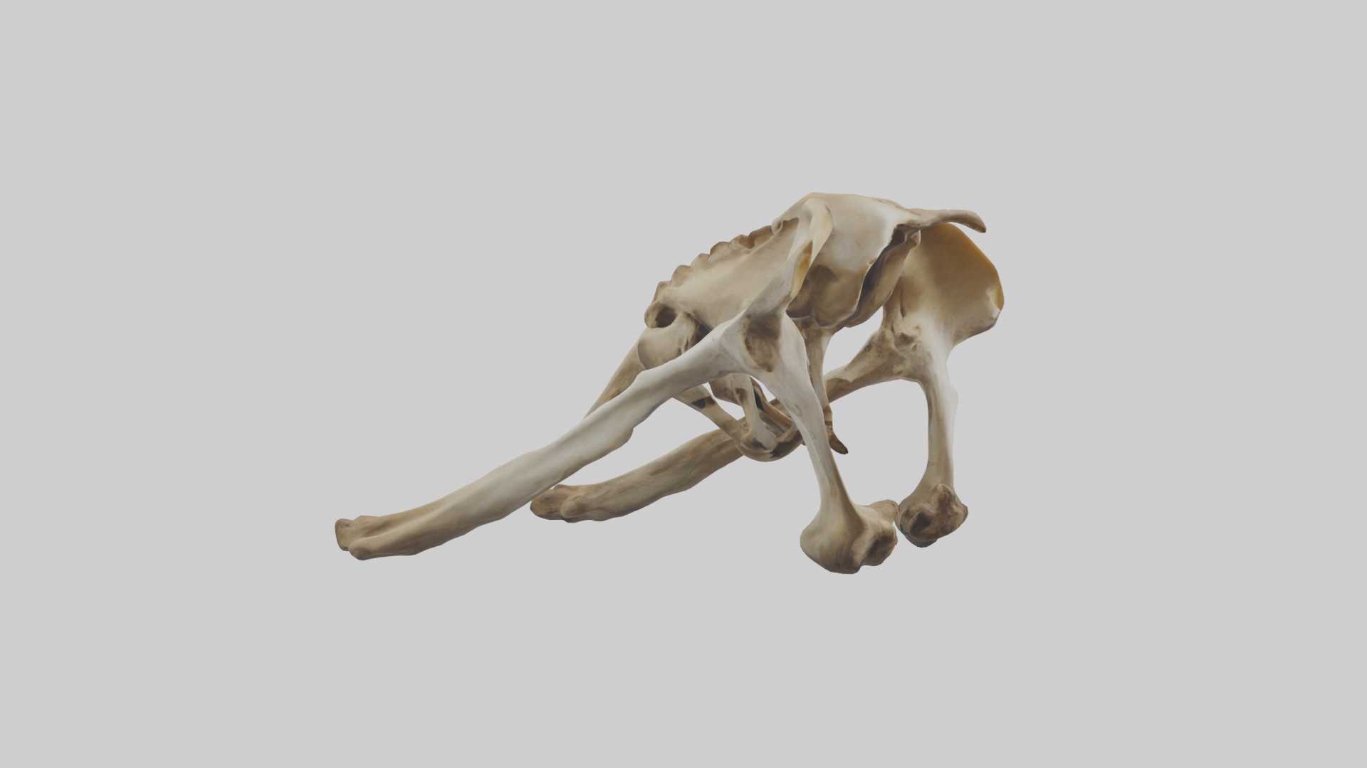 Kangaroo Pelvis Low-poly 3D model_11