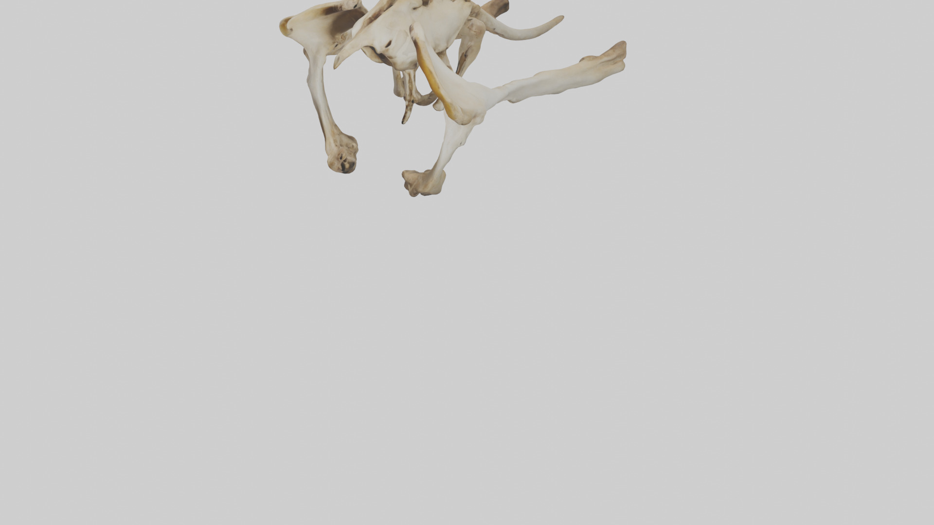 Kangaroo Pelvis Low-poly 3D model_5
