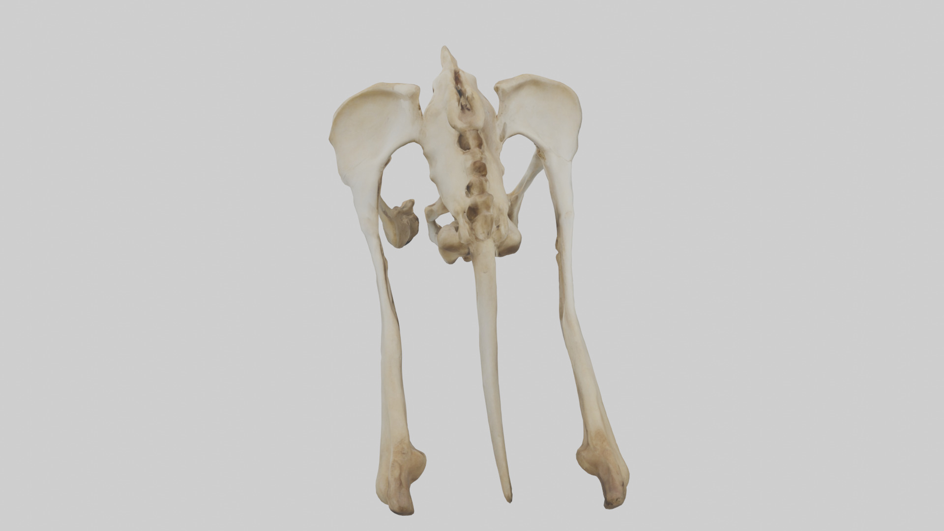 Kangaroo Pelvis Low-poly 3D model_15