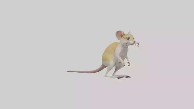 Kangaroo Rat standing model