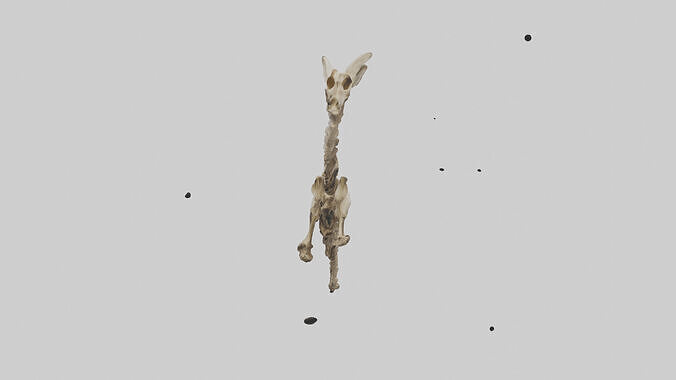 Kangaroo Vertebrae Low-poly 3D model