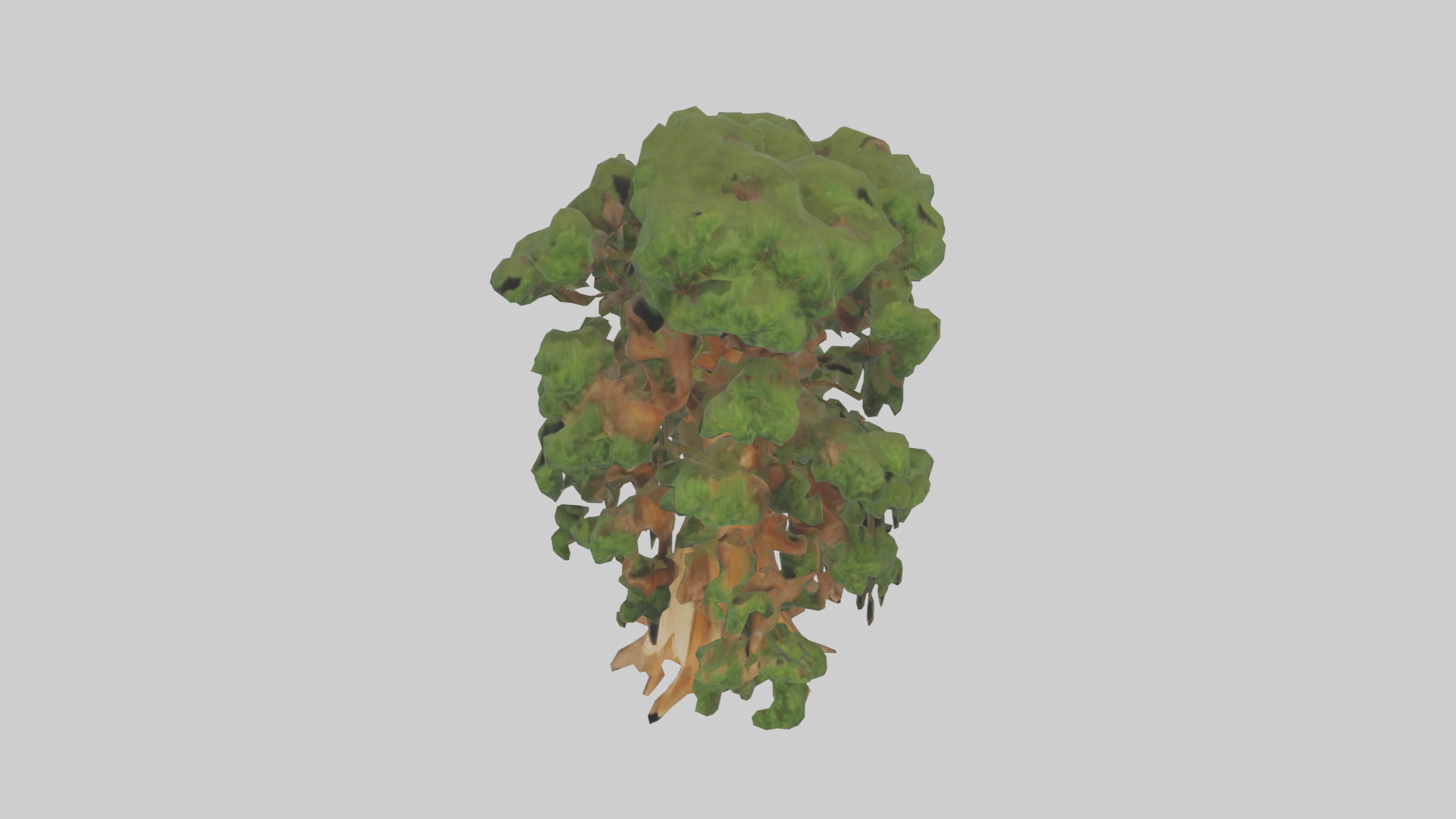 Kauri tree model Low-poly 3D model_16