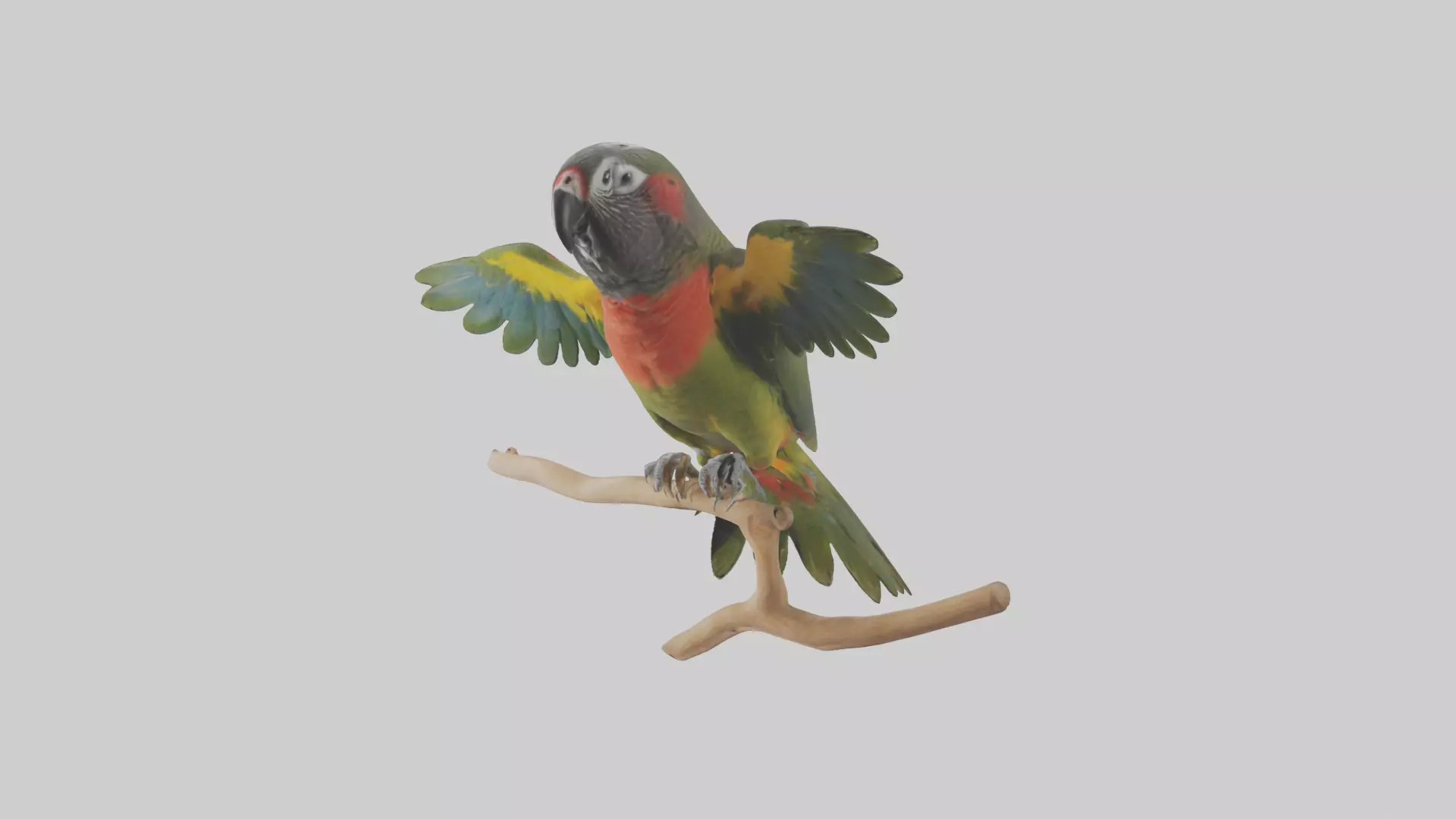 Kea Parrot playing model Low-poly 3D model_0