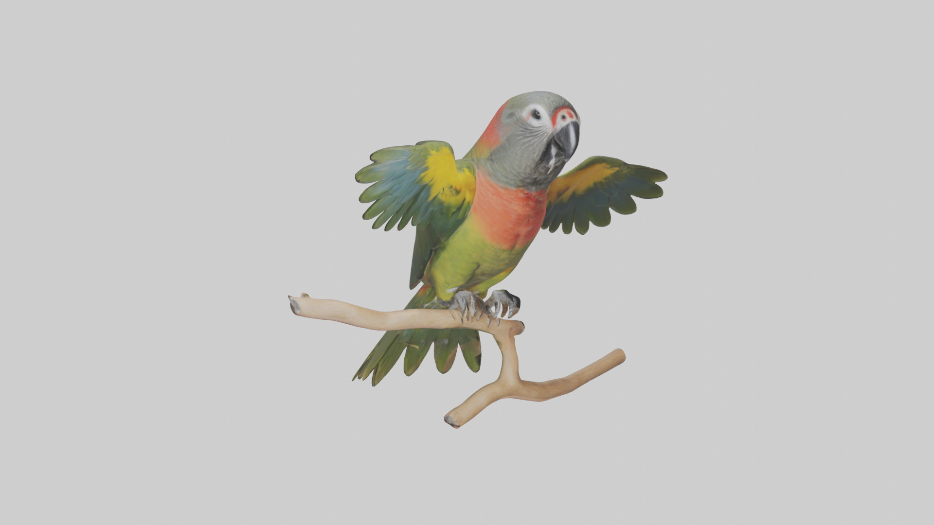 Kea Parrot playing model Low-poly 3D model_2