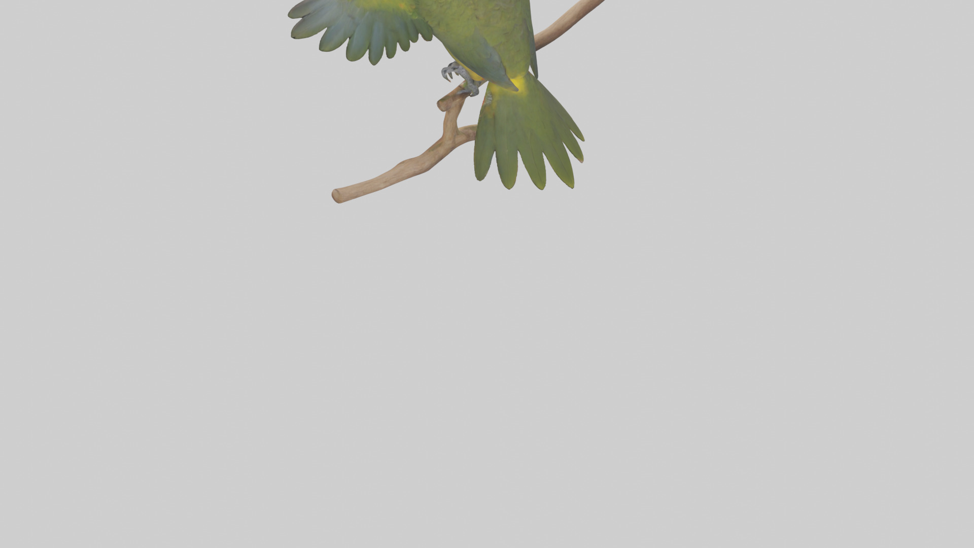 Kea Parrot playing model Low-poly 3D model_6