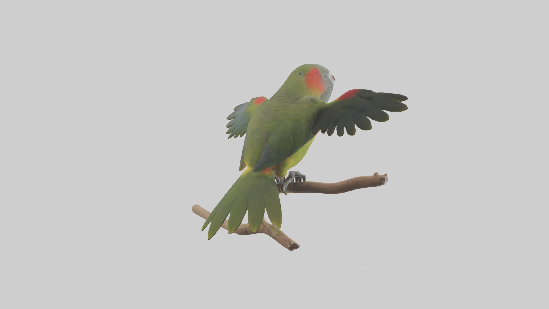 Kea Parrot playing model Low-poly 3D model_5
