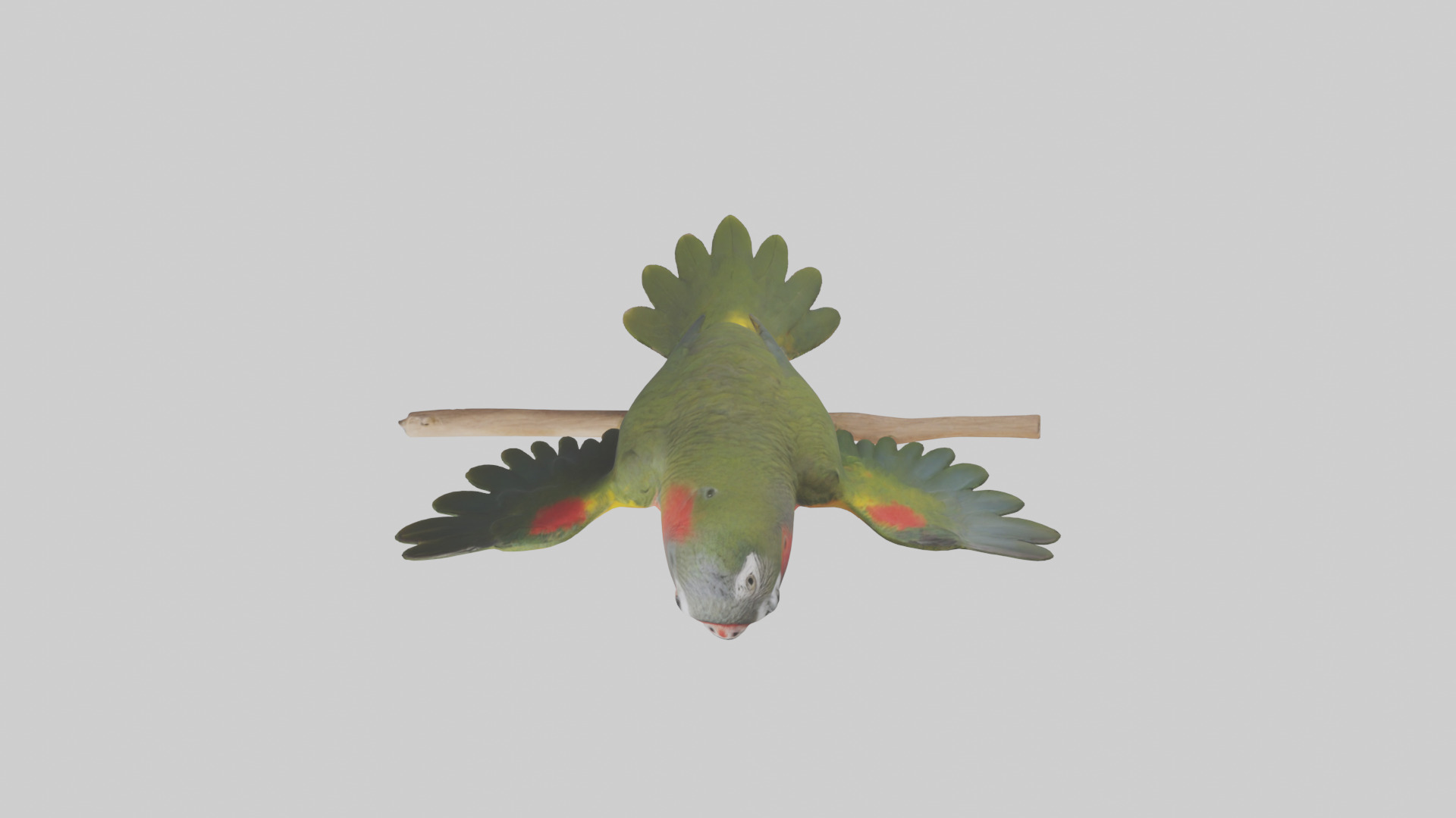 Kea Parrot playing model Low-poly 3D model_14