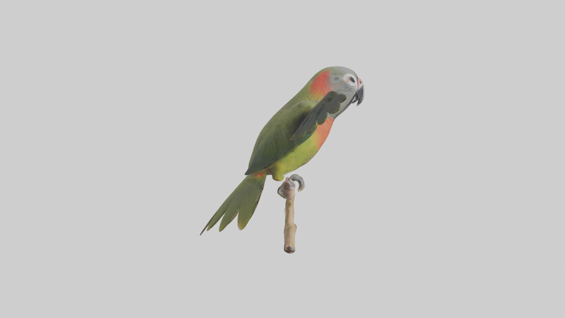Kea Parrot playing model Low-poly 3D model_13