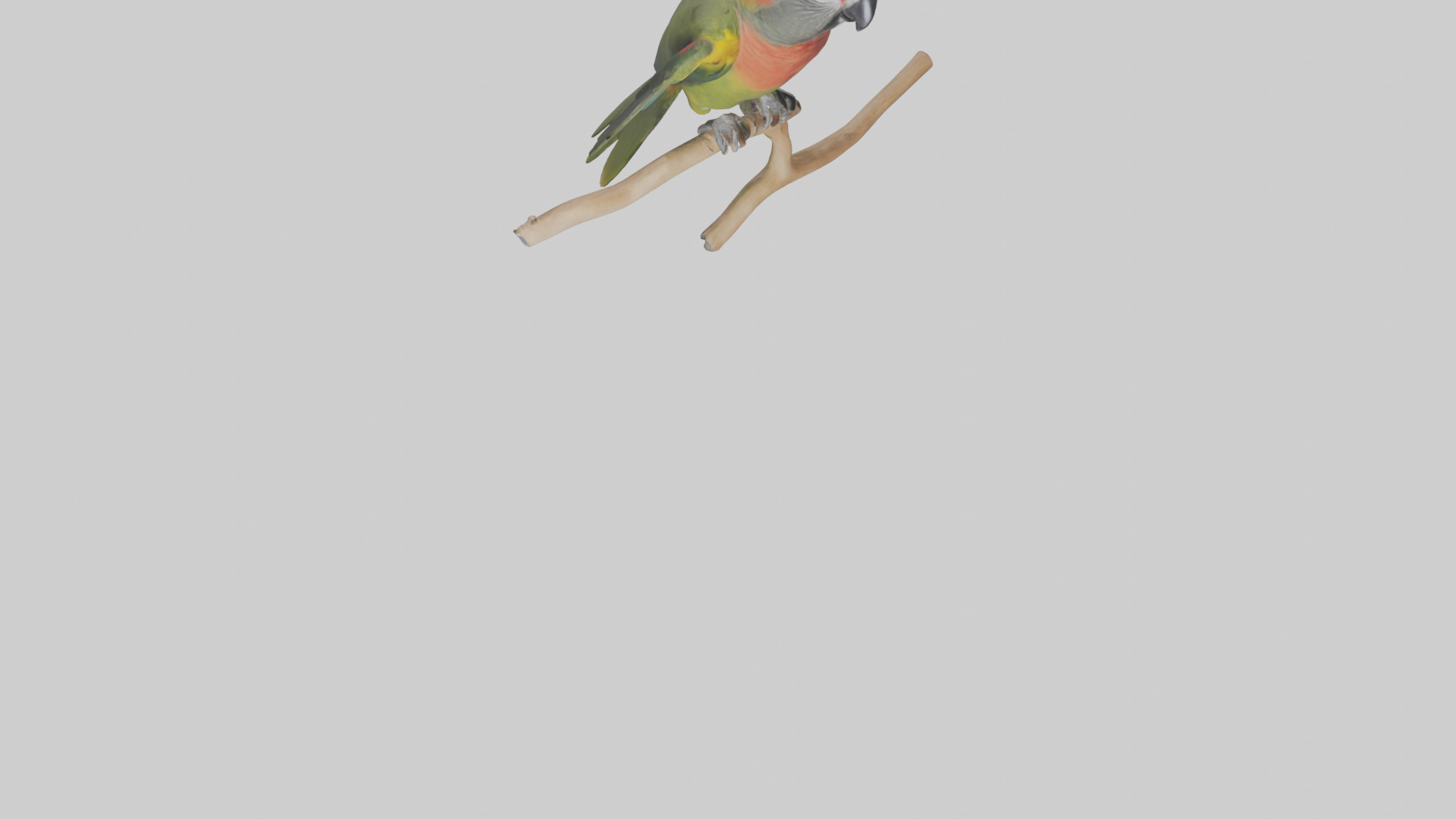 Kea Parrot playing model Low-poly 3D model_9