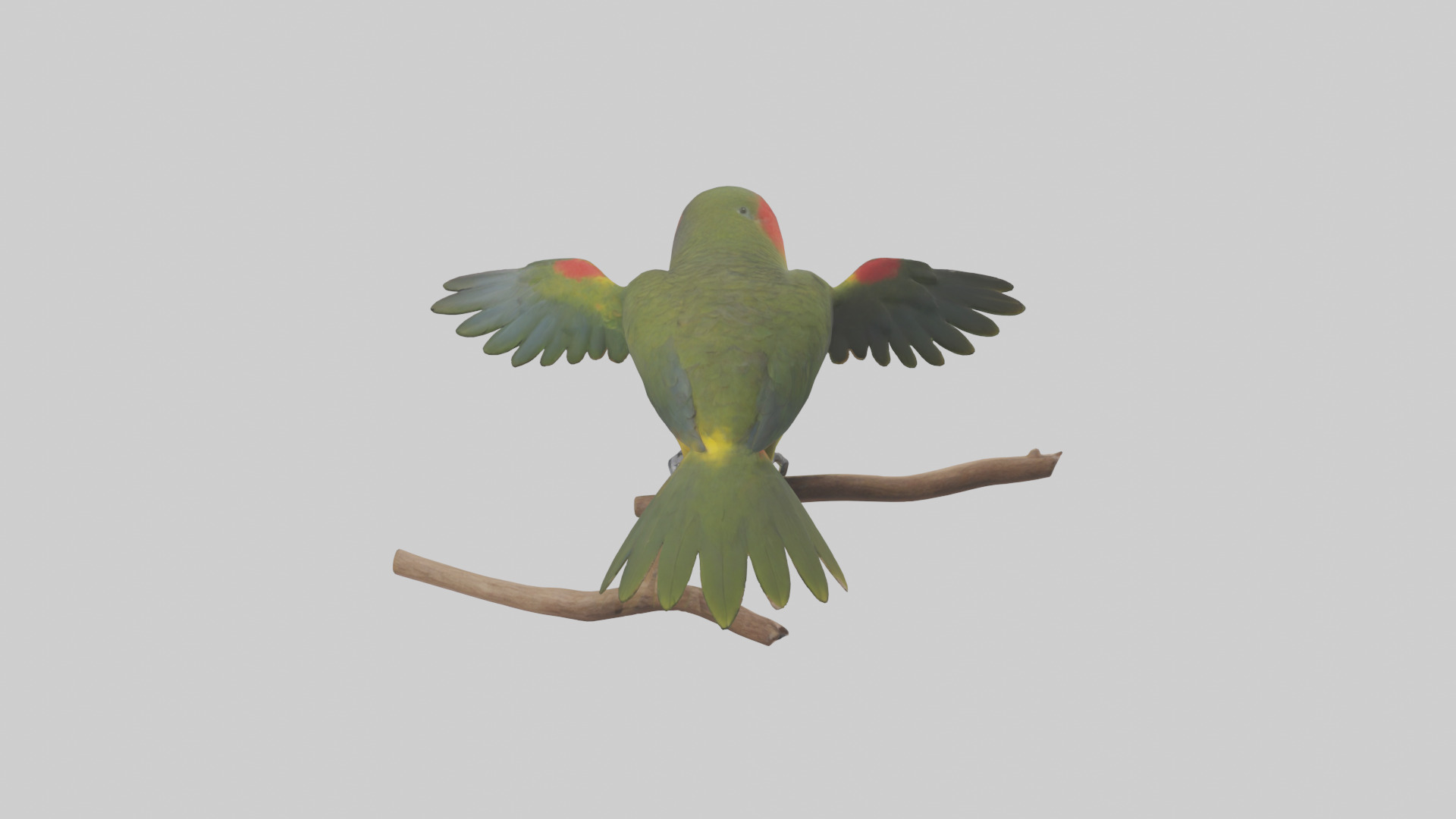 Kea Parrot playing model Low-poly 3D model_3