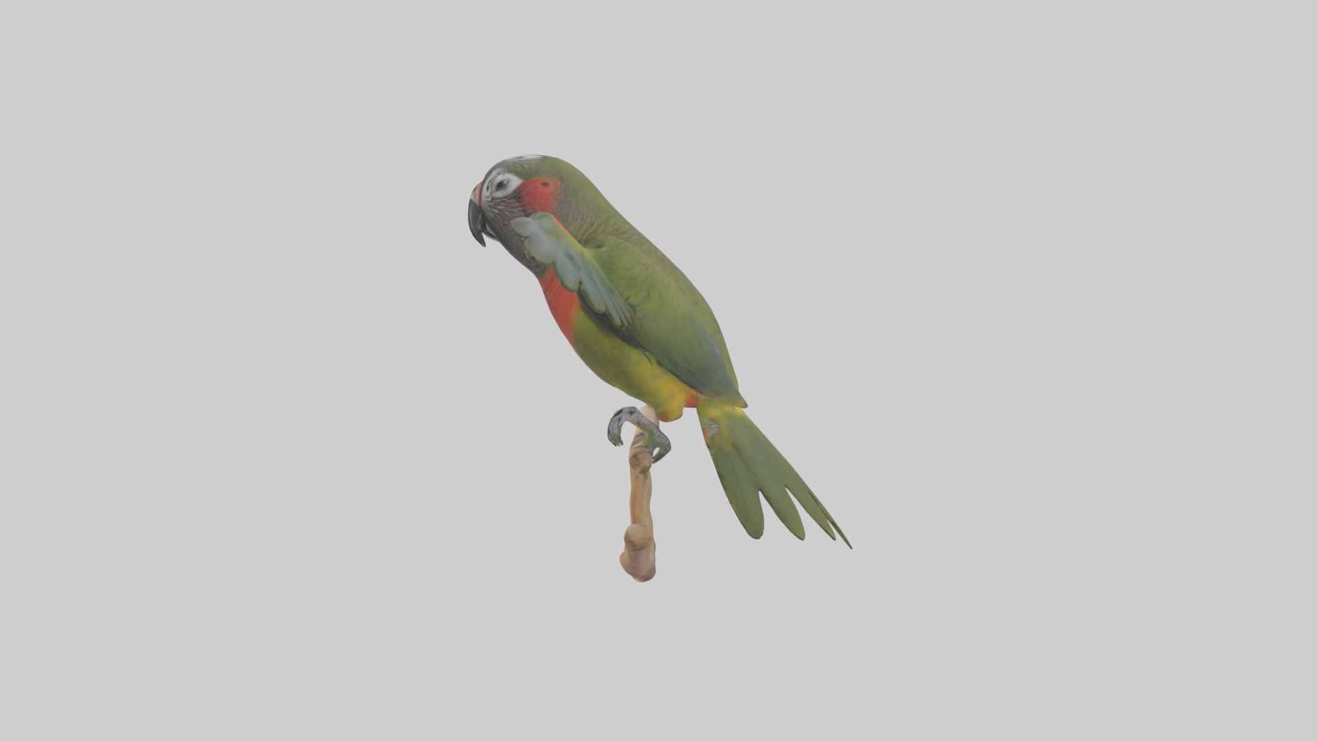 Kea Parrot playing model Low-poly 3D model_12