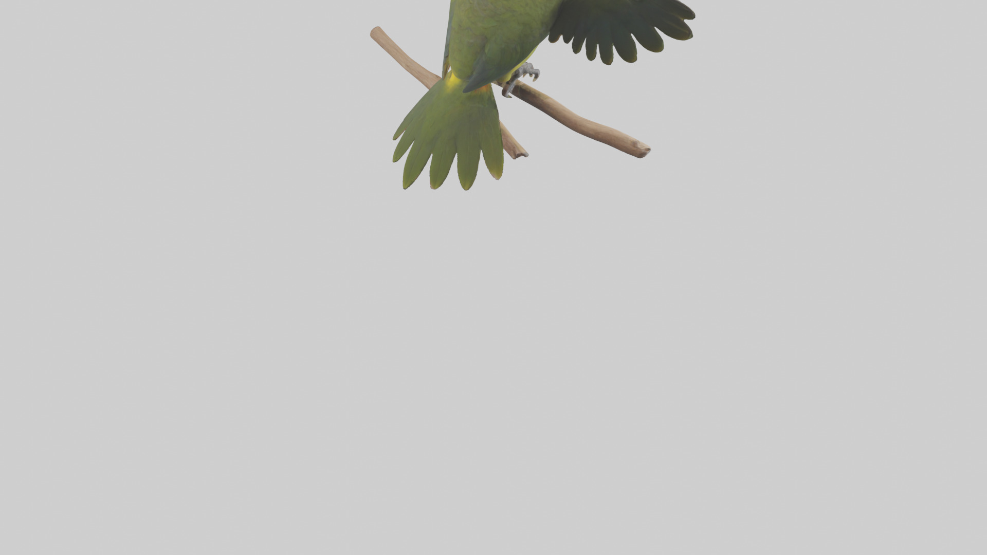 Kea Parrot playing model Low-poly 3D model_7