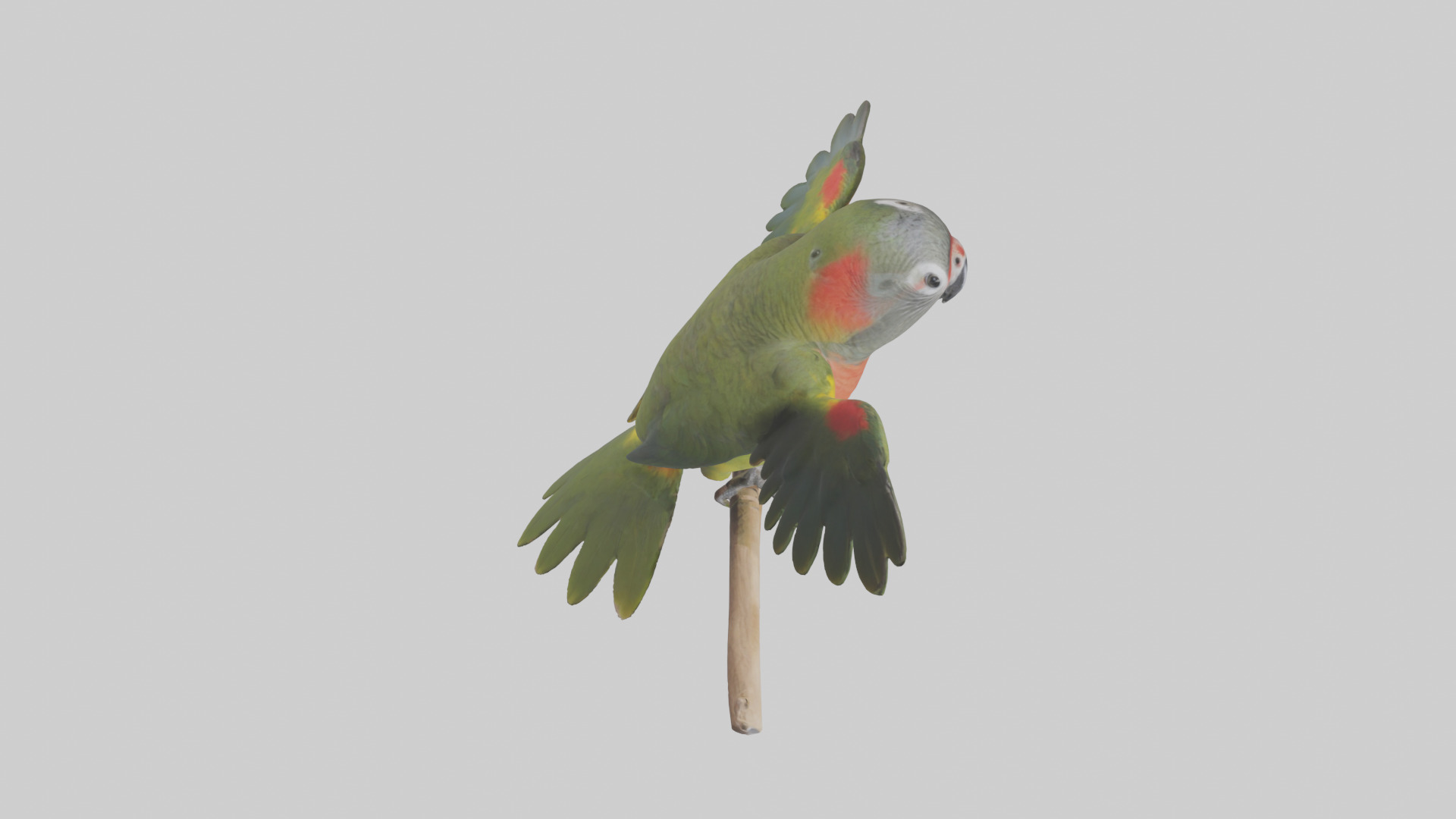 Kea Parrot playing model Low-poly 3D model_18