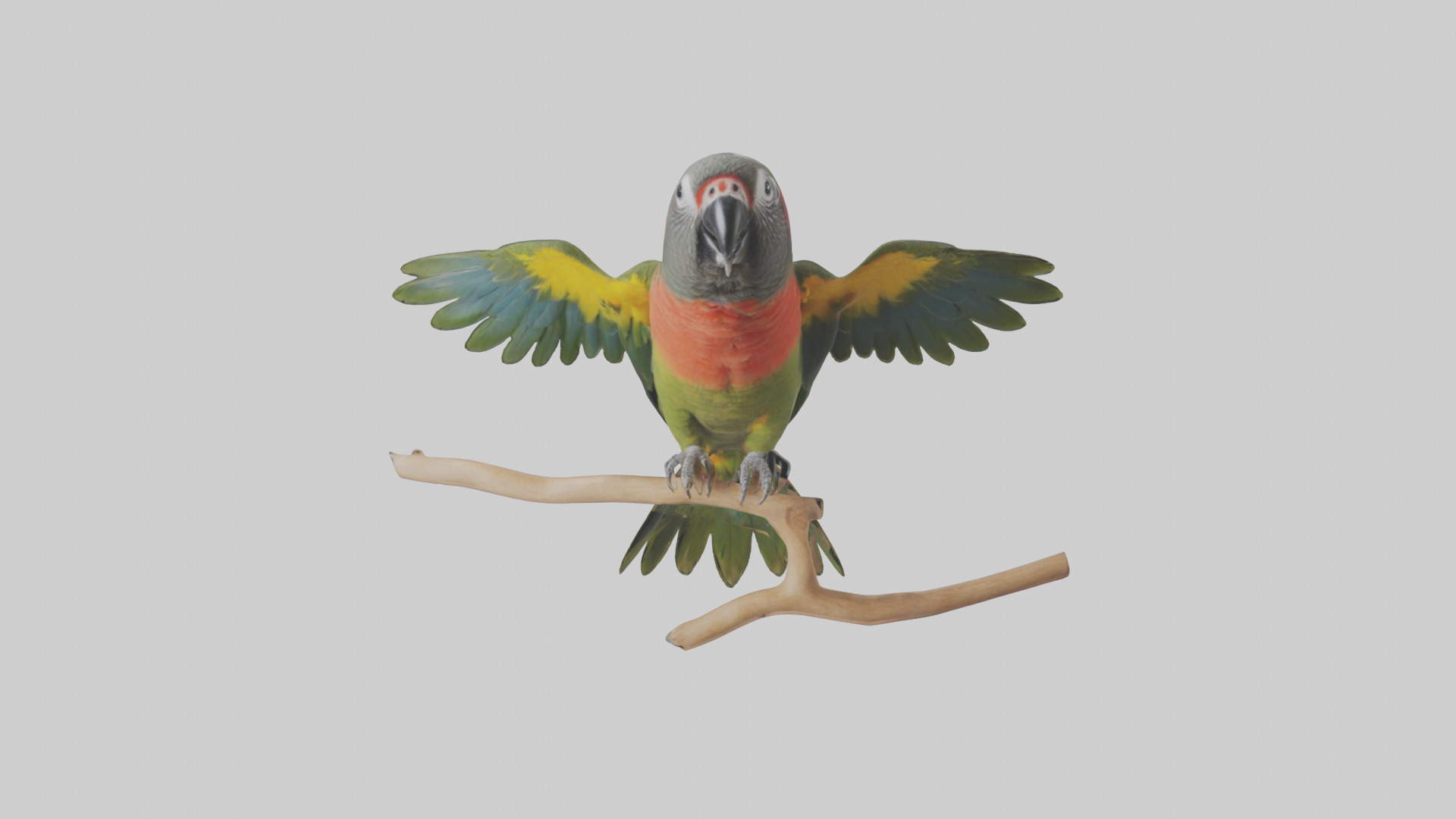 Kea Parrot playing model Low-poly 3D model_1