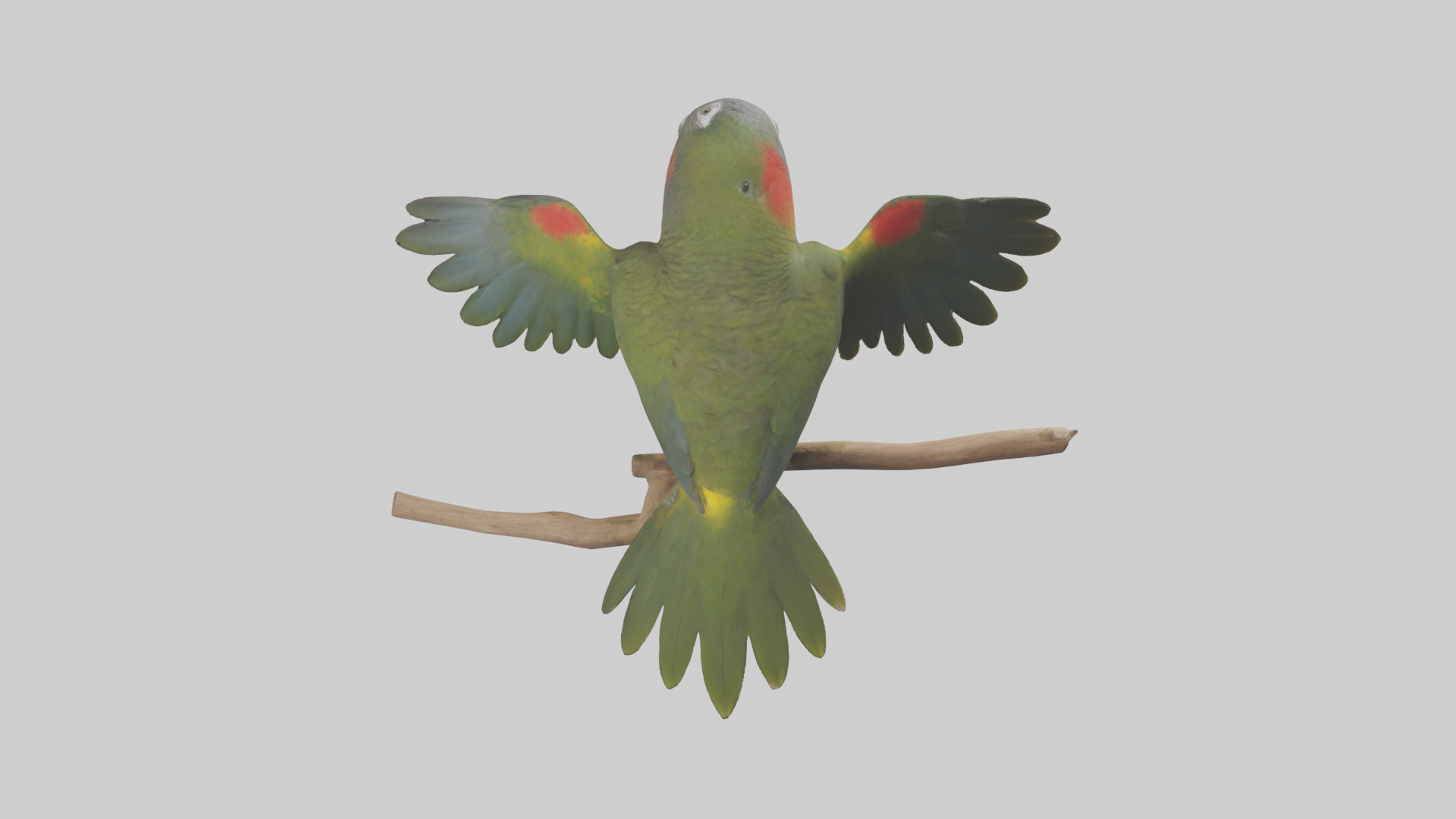 Kea Parrot playing model Low-poly 3D model_15