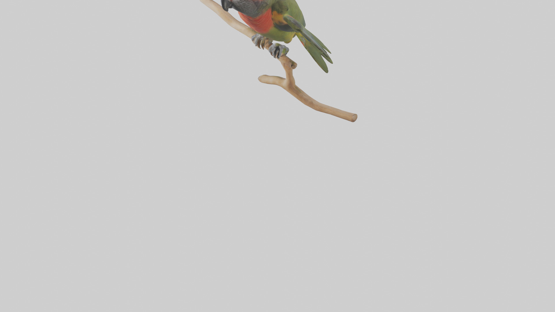 Kea Parrot playing model Low-poly 3D model_8