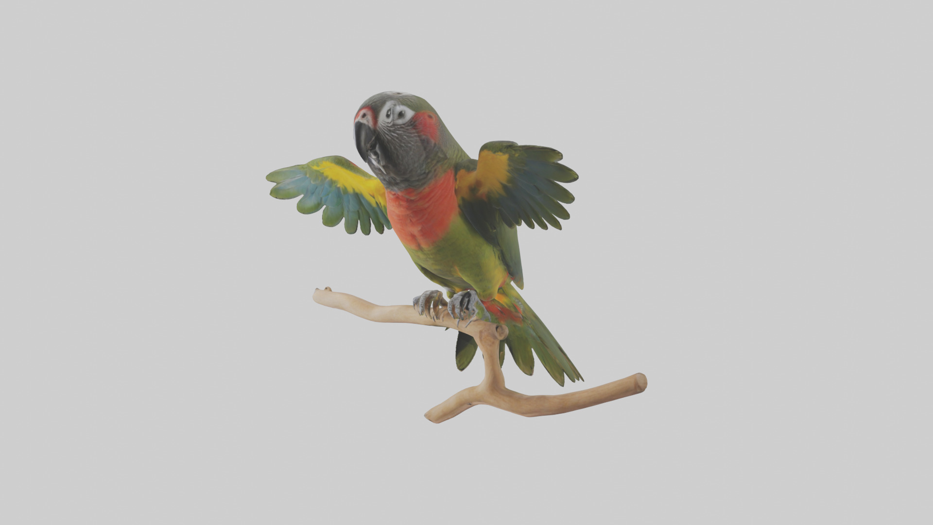 Kea Parrot playing model Low-poly 3D model_10