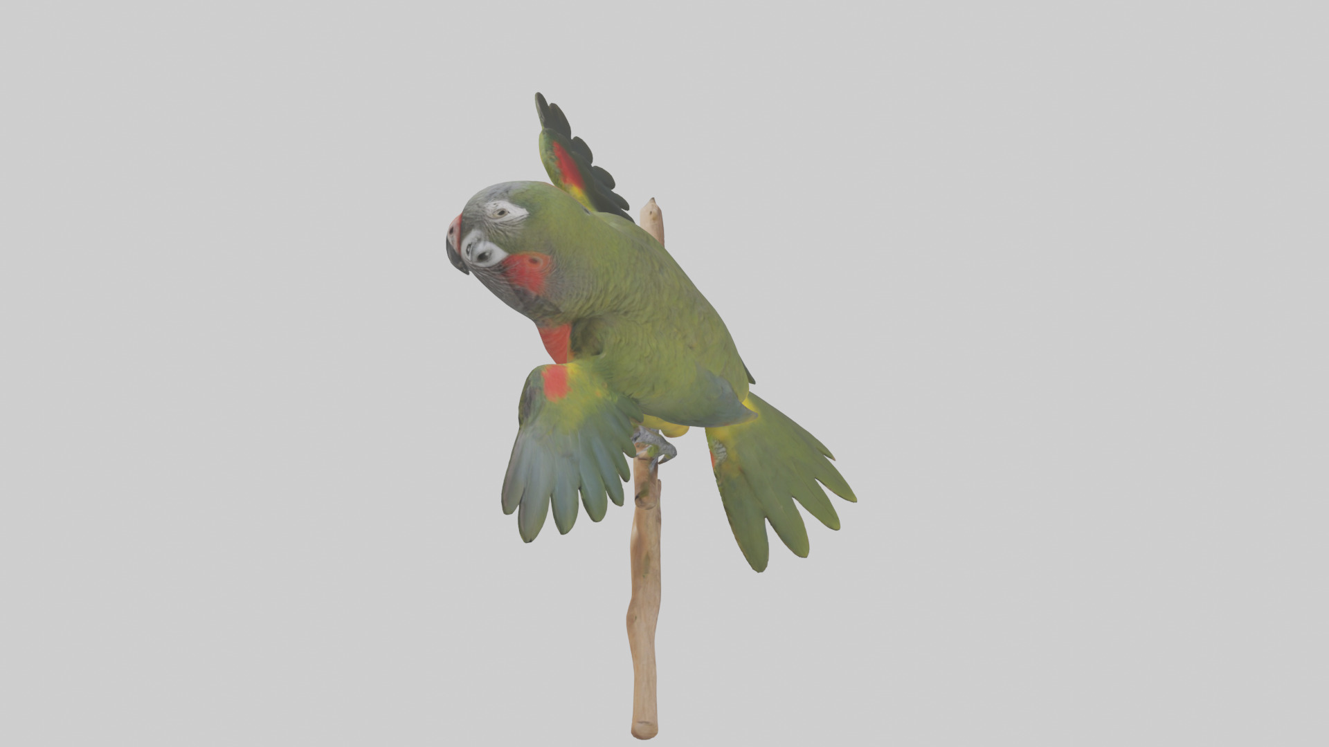 Kea Parrot playing model Low-poly 3D model_17