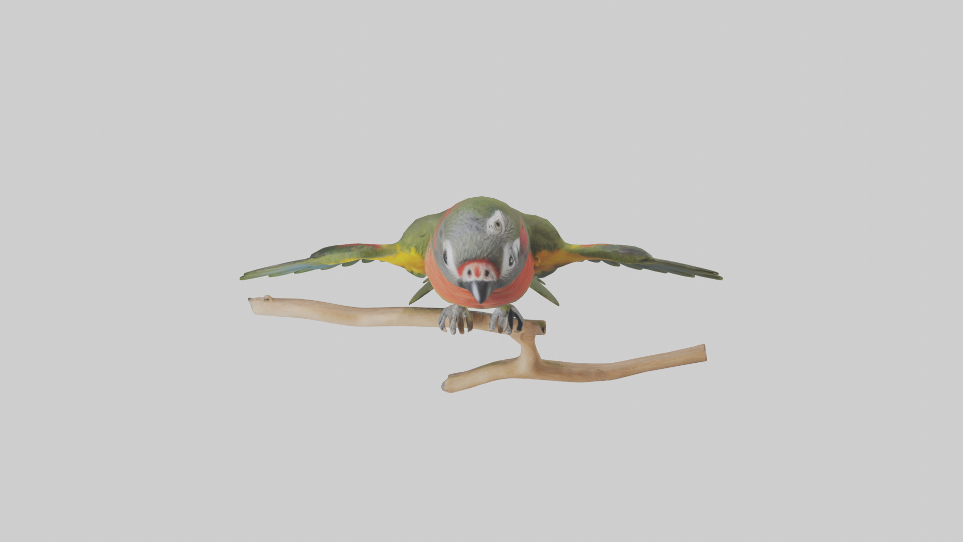 Kea Parrot playing model Low-poly 3D model_16