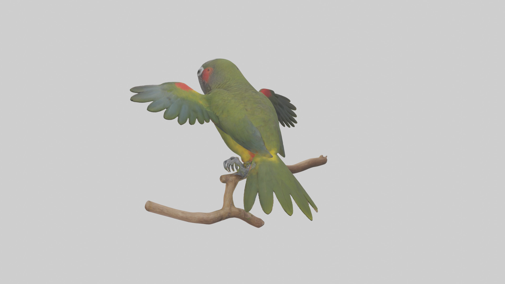 Kea Parrot playing model Low-poly 3D model_4