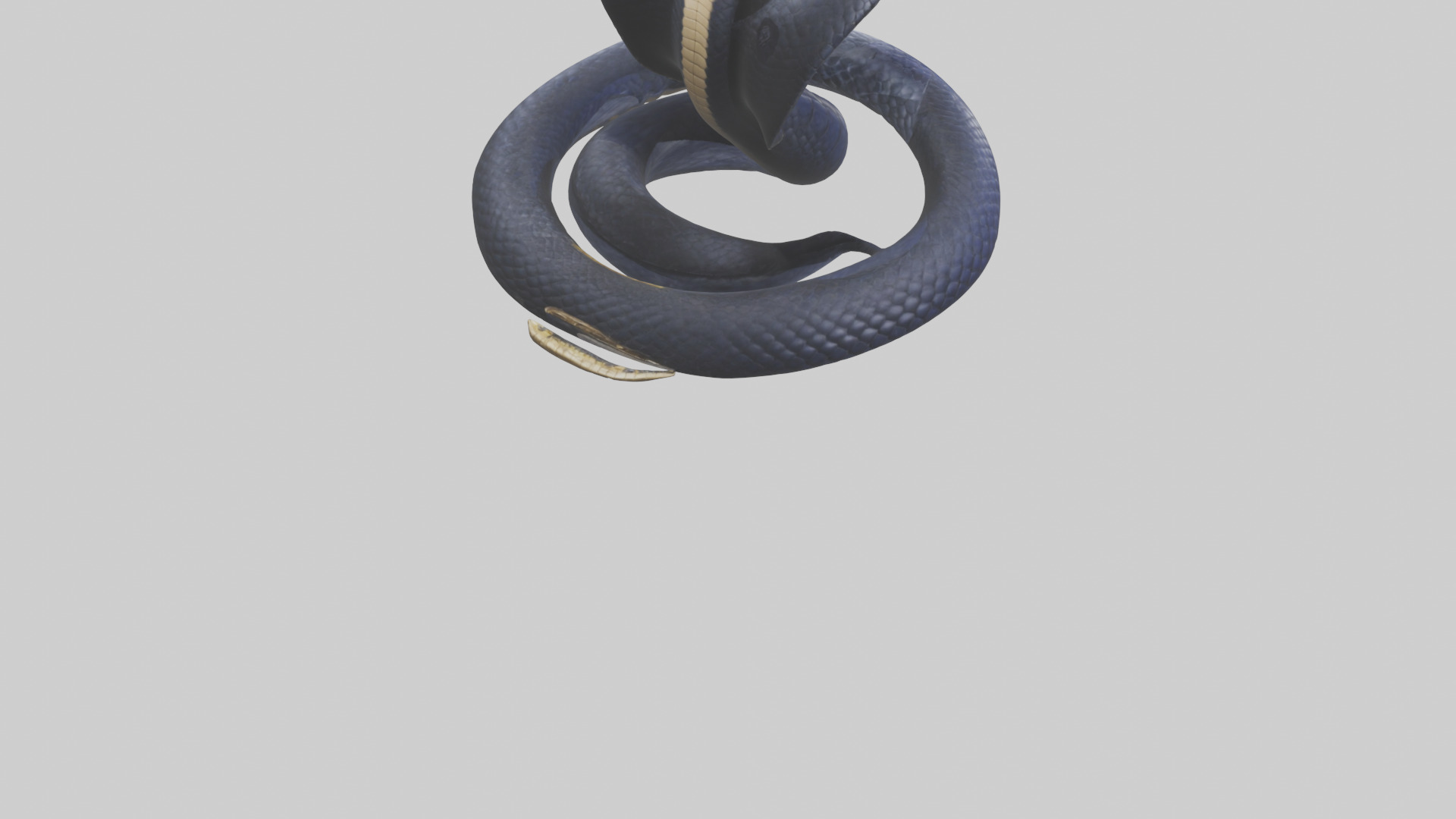 King Cobra striking model Low-poly 3D model_2