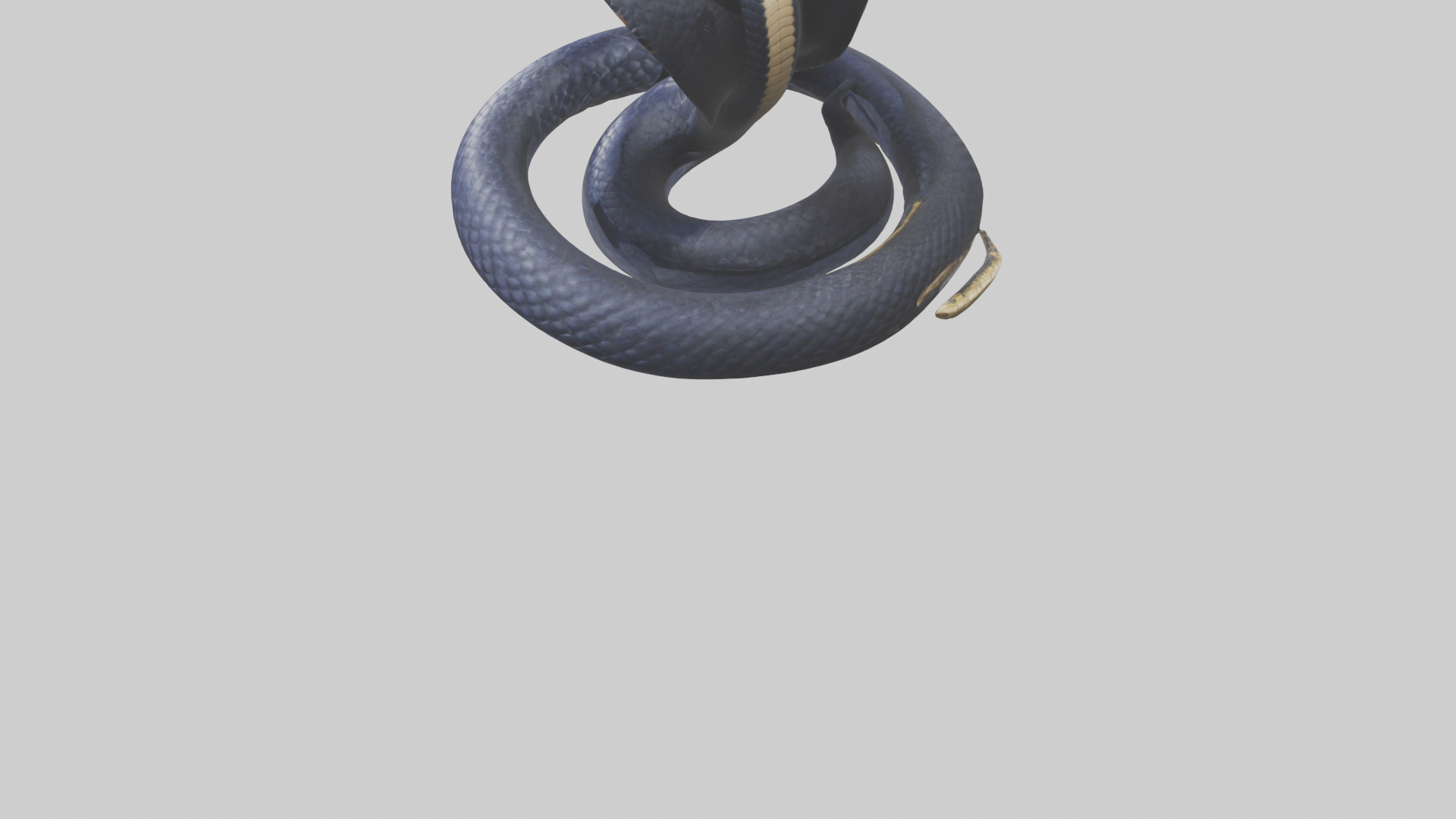 King Cobra striking model Low-poly 3D model_4