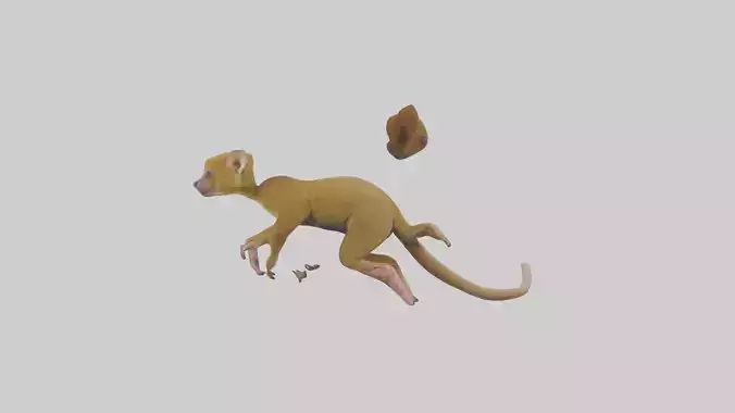 Kinkajou climbing model