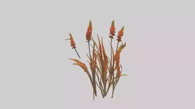 Kniphofia model