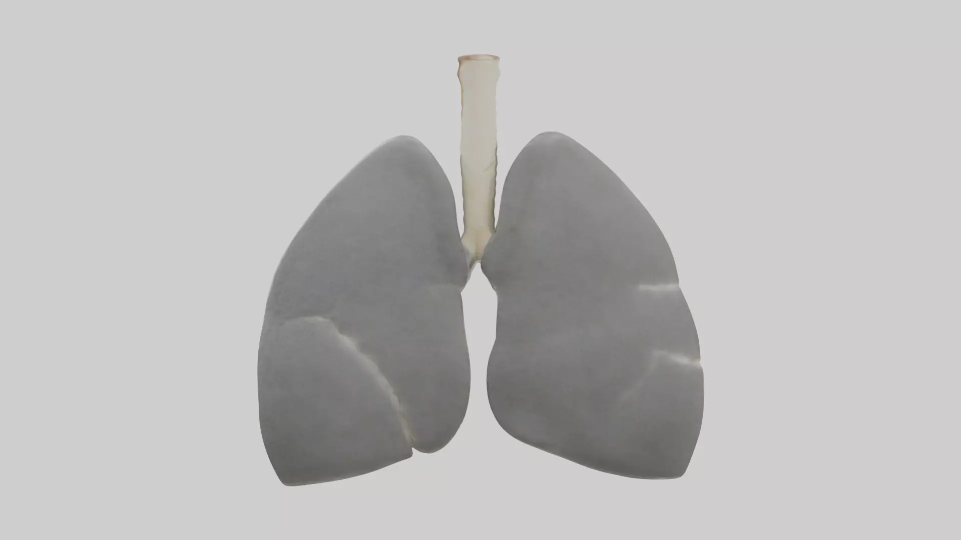 Koala Lungs Low-poly 3D model_0