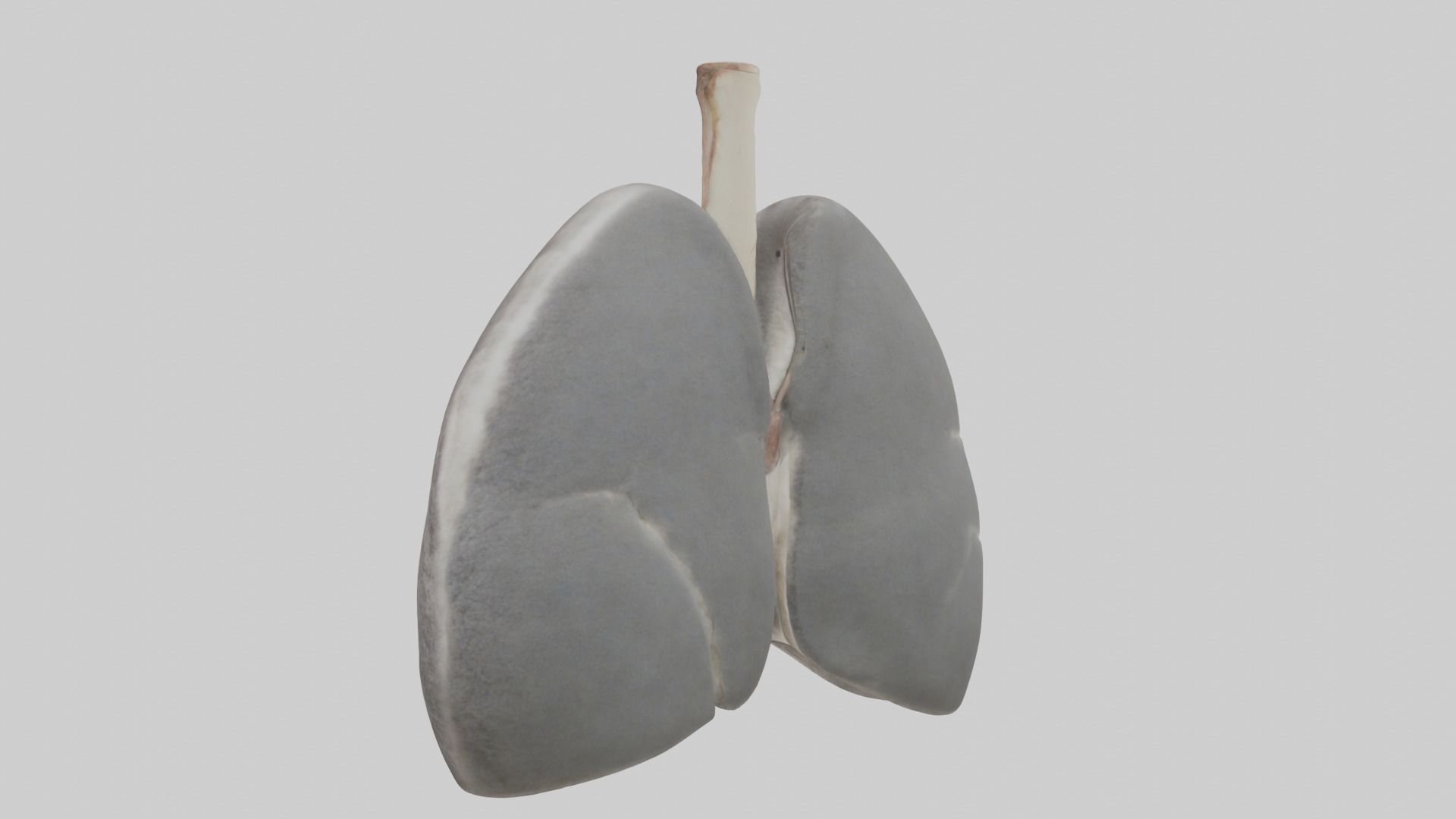 Koala Lungs Low-poly 3D model_1