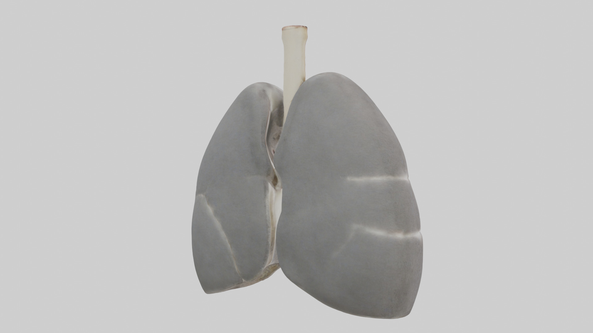Koala Lungs Low-poly 3D model_2
