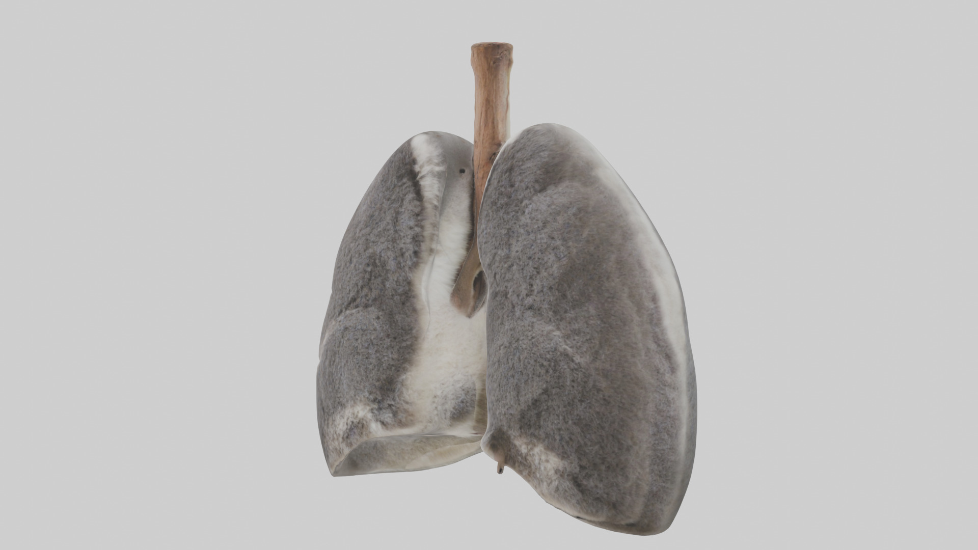 Koala Lungs Low-poly 3D model_8