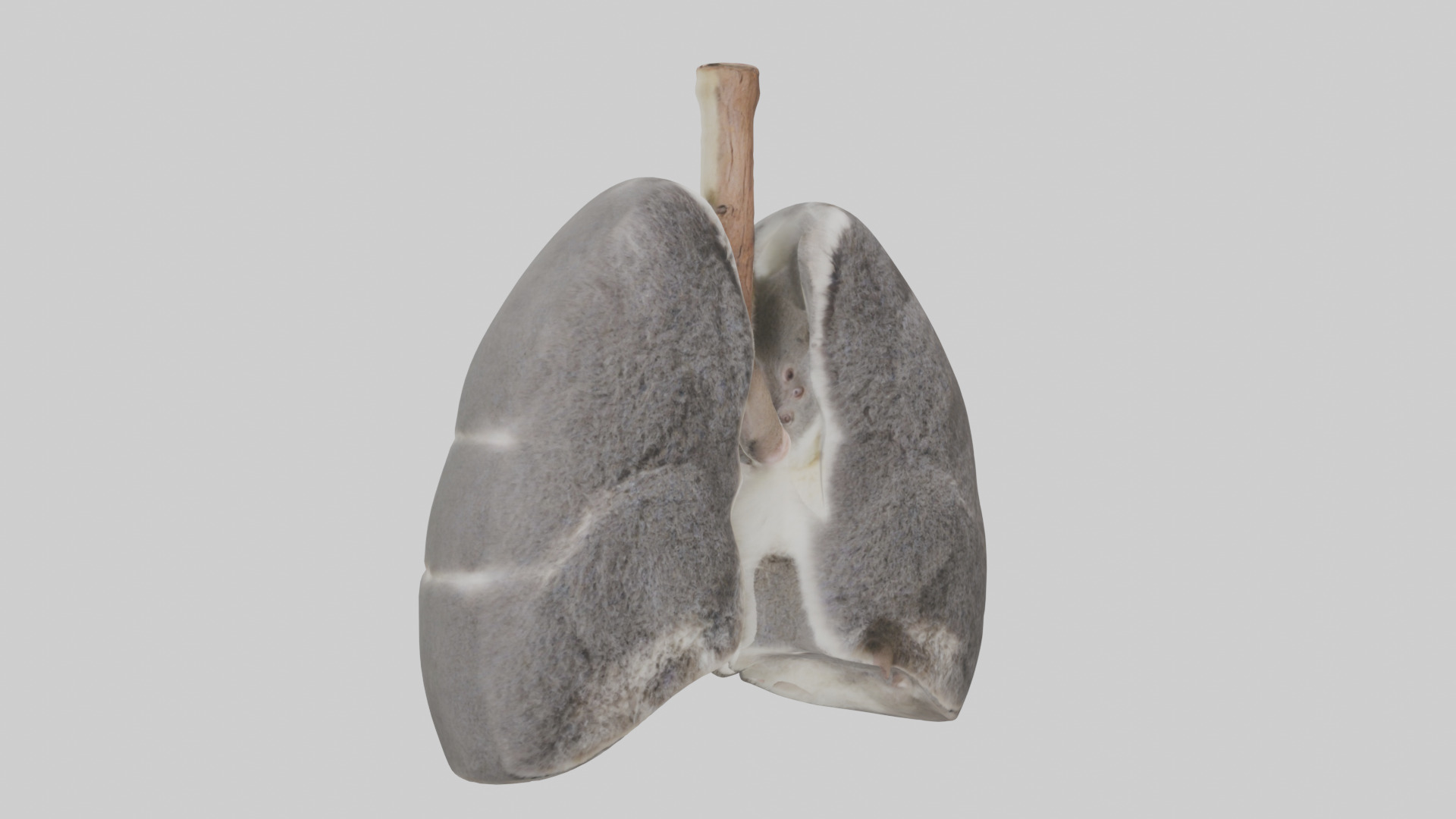 Koala Lungs Low-poly 3D model_11