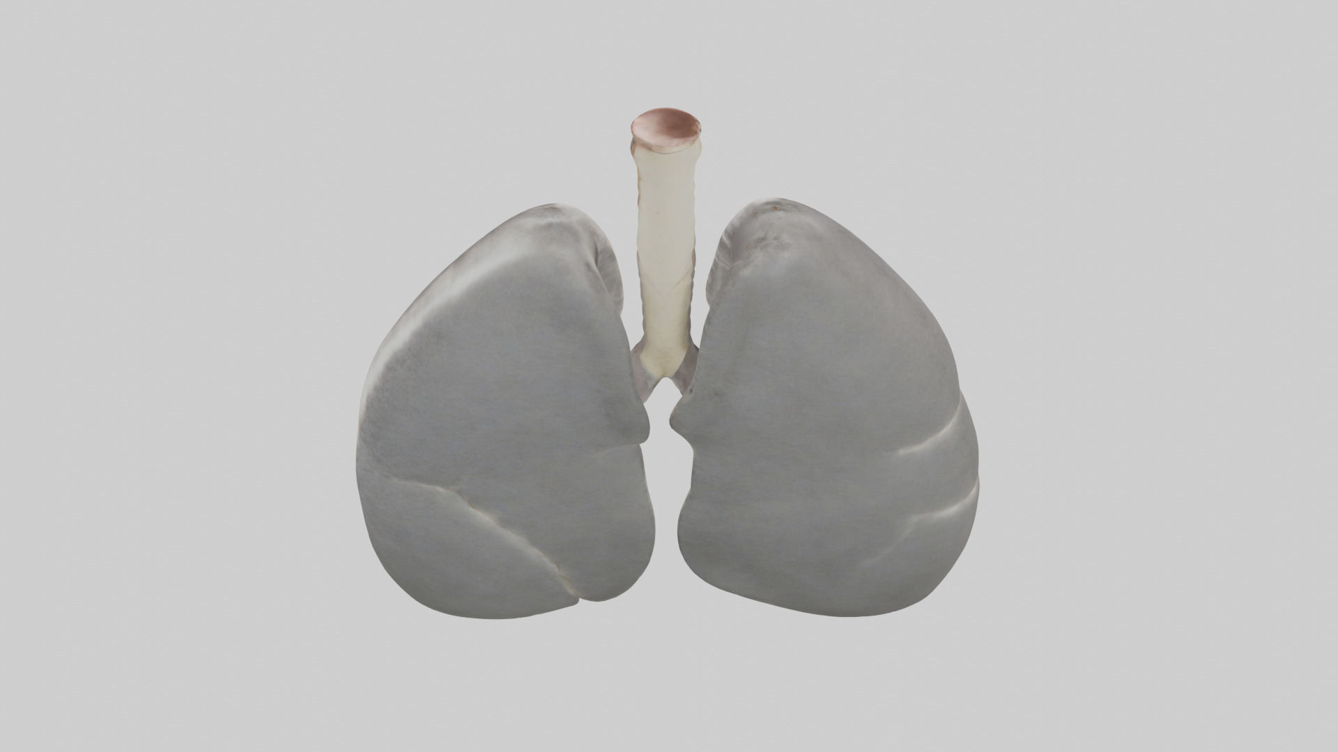 Koala Lungs Low-poly 3D model_15