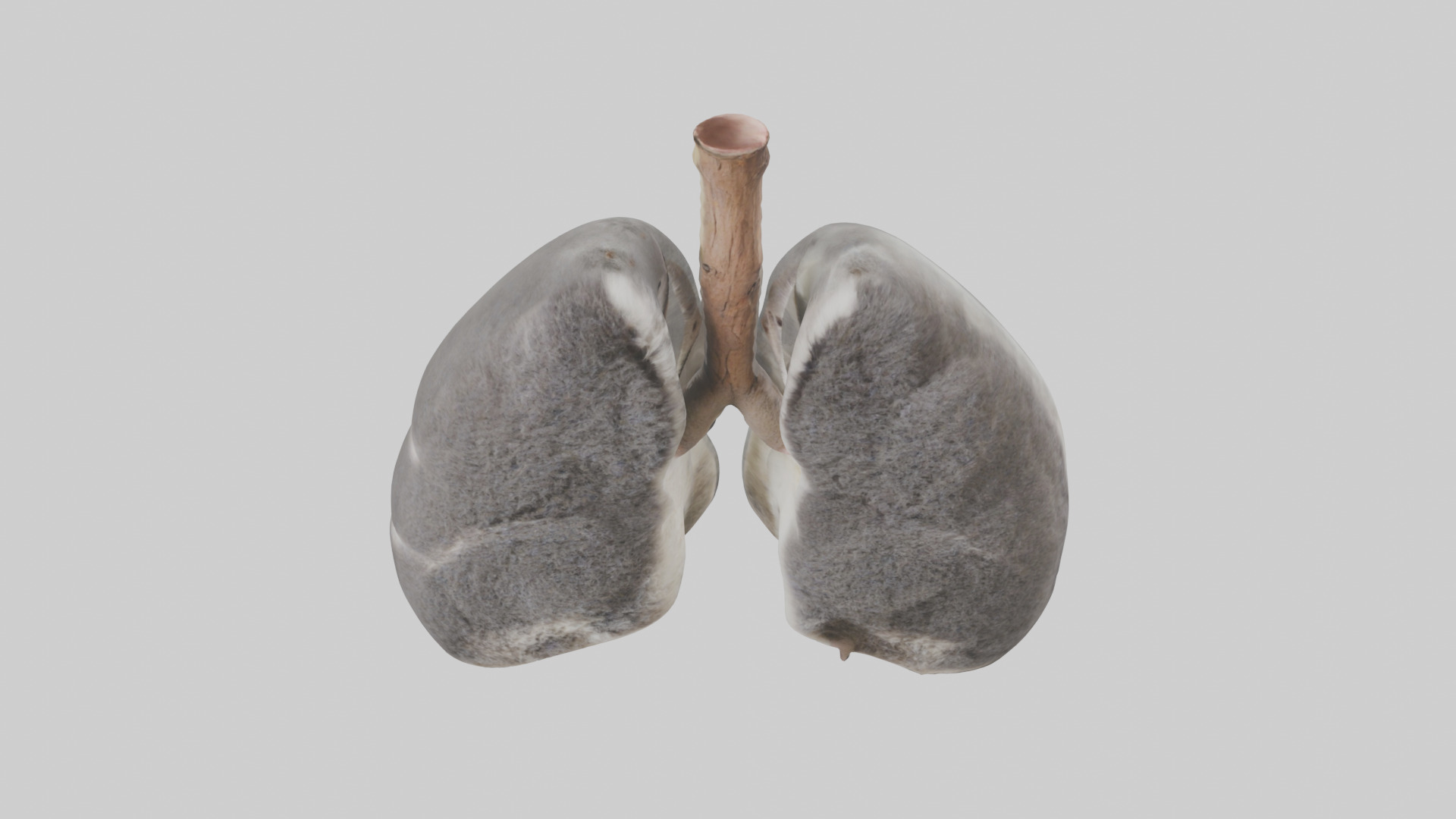 Koala Lungs Low-poly 3D model_16